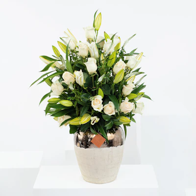 Wonderful in white Wonderful in white