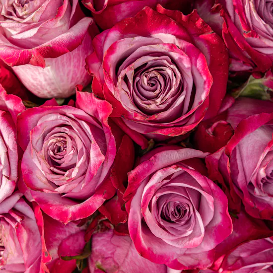 Delightful Purple Rose Bouquet