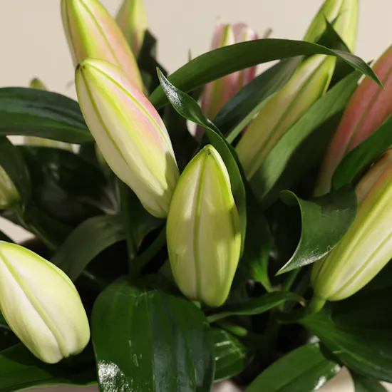 Whispering Pink Lily Vase