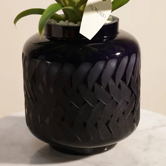 Fancy Yellow Guzmania Plant