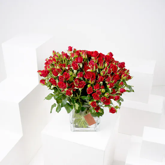 50 Baby Roses | Square Vase