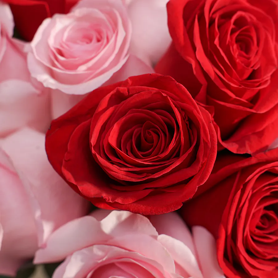 Captivating Red and Pink Roses Ensemble | 12 Flowers  6