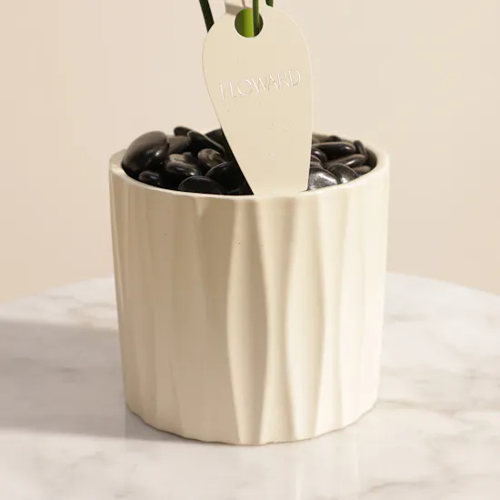 Serene Strelitzia Reginae Plant