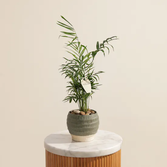 Charming Chamaedorea Palm Plant