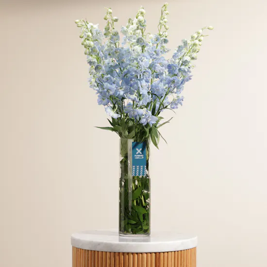 Blue Delphiniums | Glass Vase
