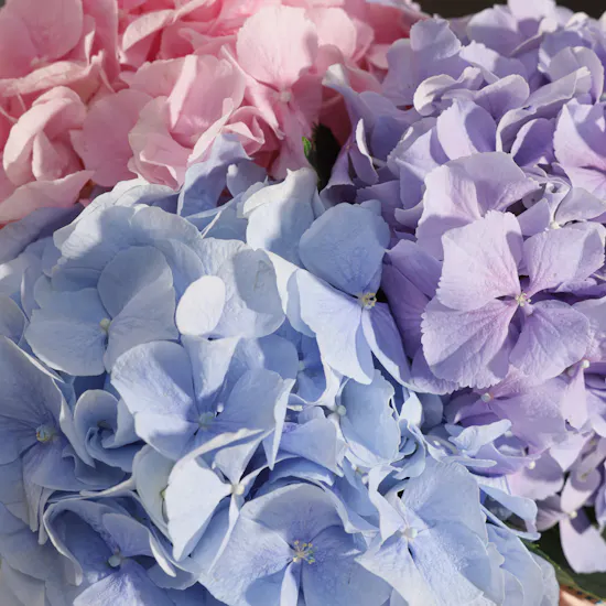 Elegant Hydrangea Vase