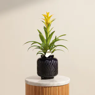 Fancy Yellow Guzmania Plant 