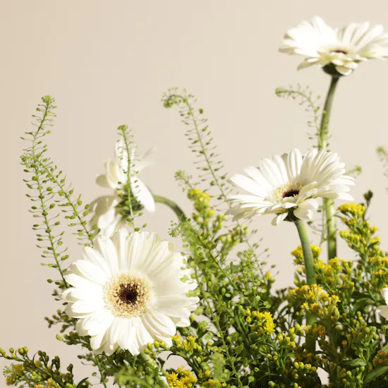 Delightful Pure Gerbera Box