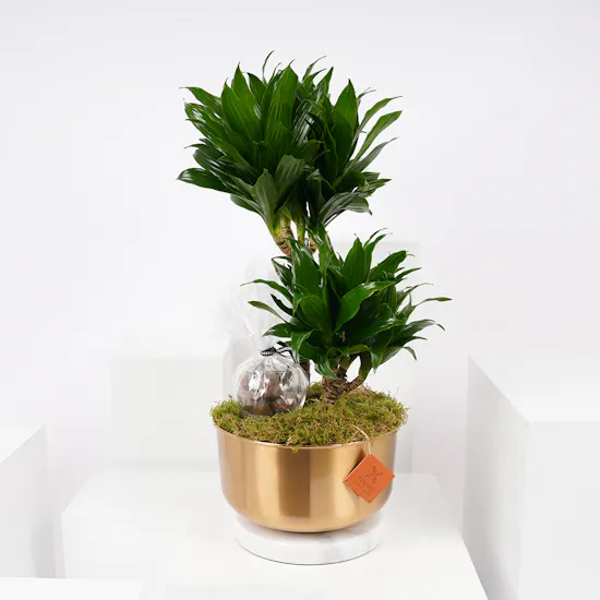 Dracaena Fragrans Compacta | Floward's Chocolate
