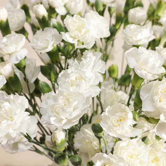 Pure White Baby Carnation Vase