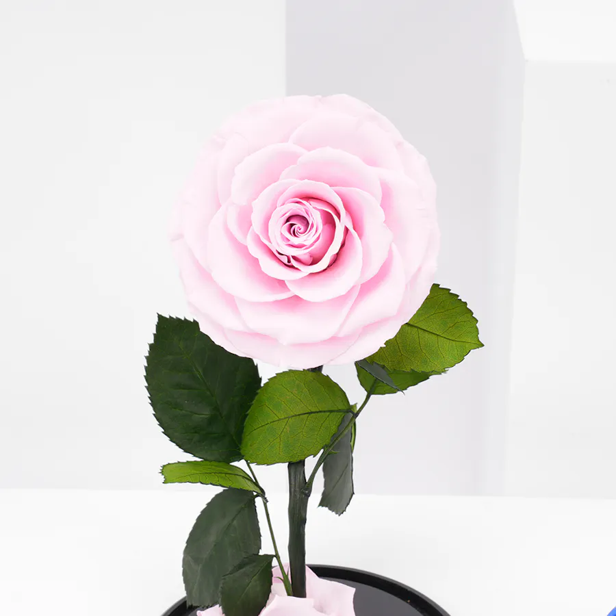 Preserved Pink Rose with Hanoverian Chocolate  6