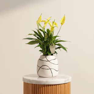 Glowy Yellow Spathiphyllum Plant