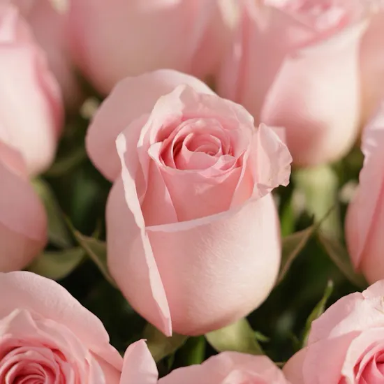 Blush Light Pink Rose Box | 25 Flowers