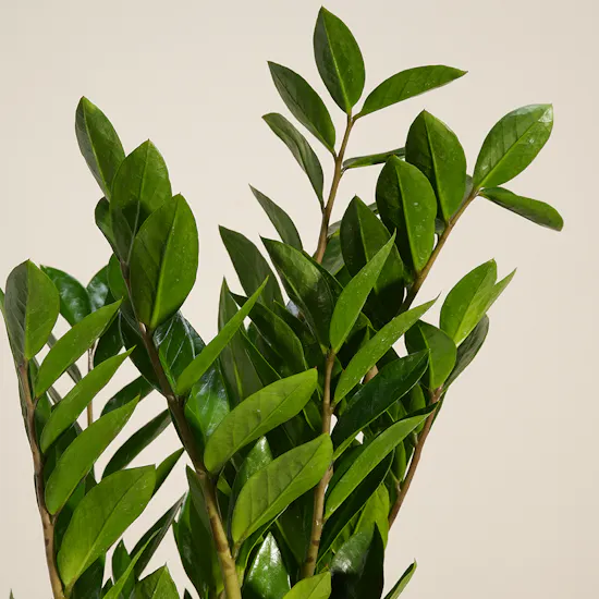 Classy Green Zamia Plant