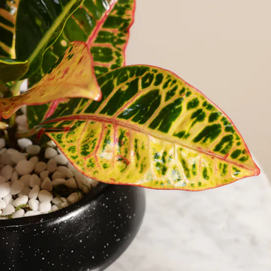 Glam Codiaeum Petra Plant