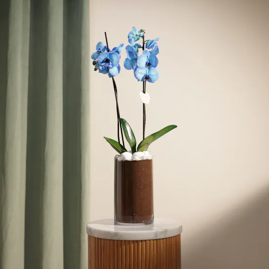 Father's Day Gentle Blue Orchid Plant