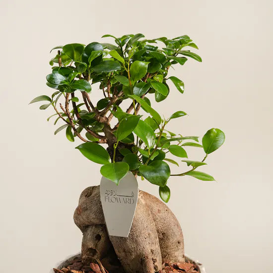 Bonsai Crafted by Nature Plant