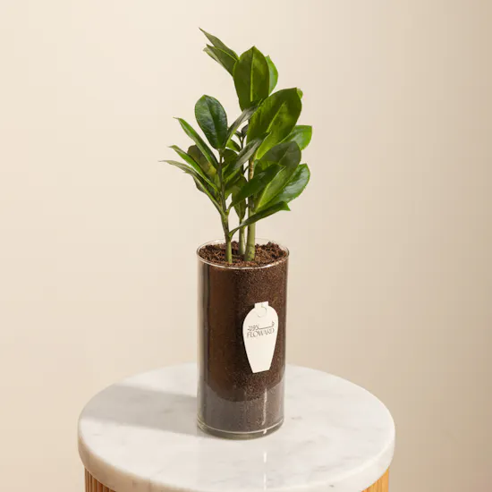 Charming Zamioculcas Plant Pot