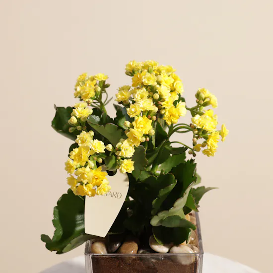 Shiny Yellow Kalanchoe Plant Vase
