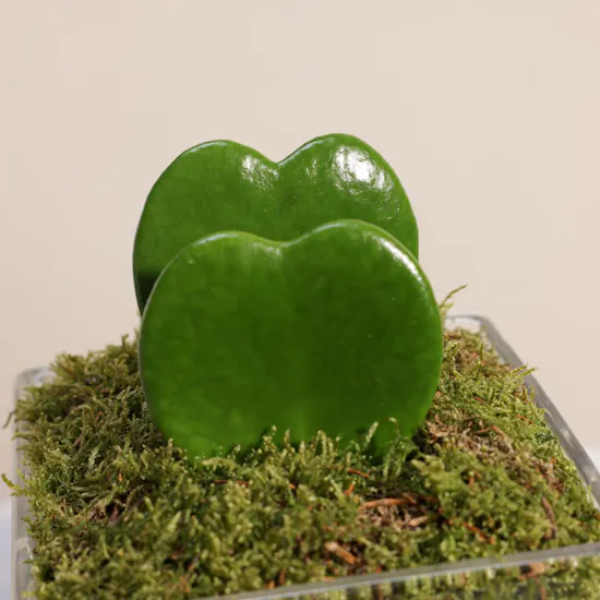 Hoya Kerrii Plant