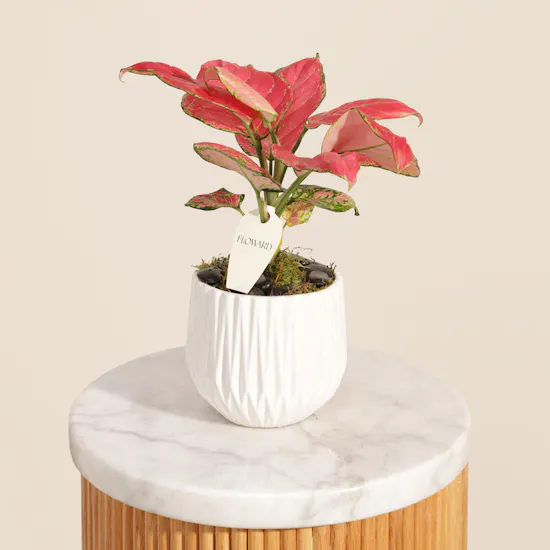 Stunning Red Aglaonema Joy Plant