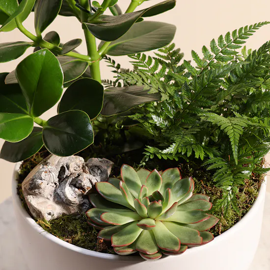 Bird Garden Plants