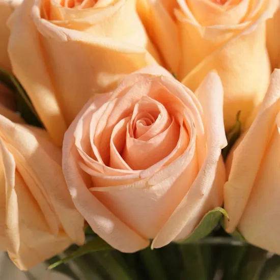 Elegant Peach Rose Vase | 35 Roses