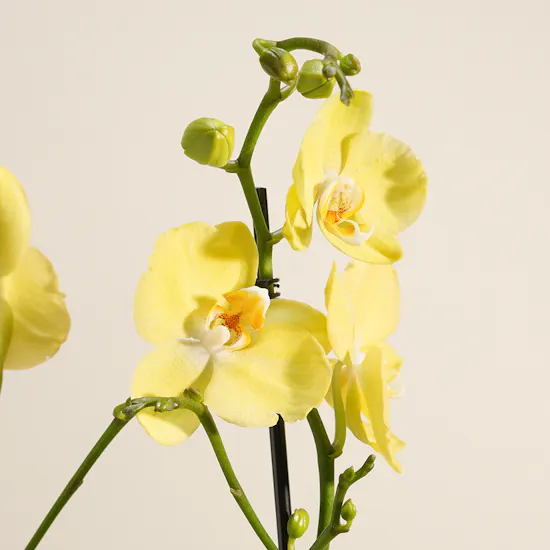Pure Sunshine Orchid Plant Vase