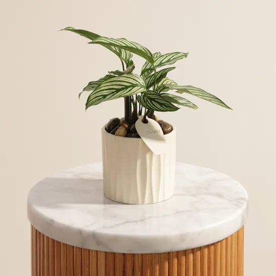 Unique Calathea Vittata Plant Vase