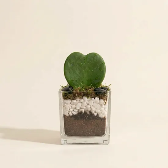 Charm Hoya Kerrii Heart Plants