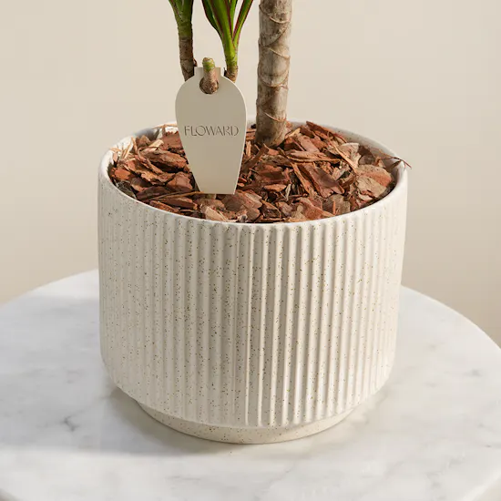 Spiky Draceana Marginata Plant