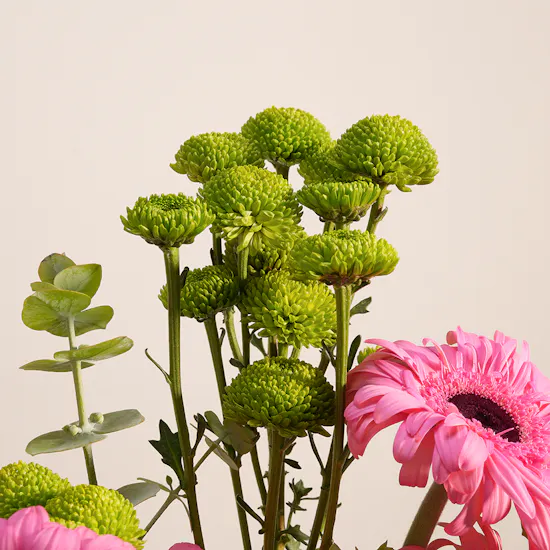 Pink Harmony Gerbera Vase