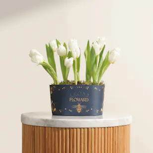Festive White Tulip Box