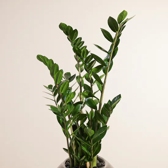 Zanzibar Gem Plant