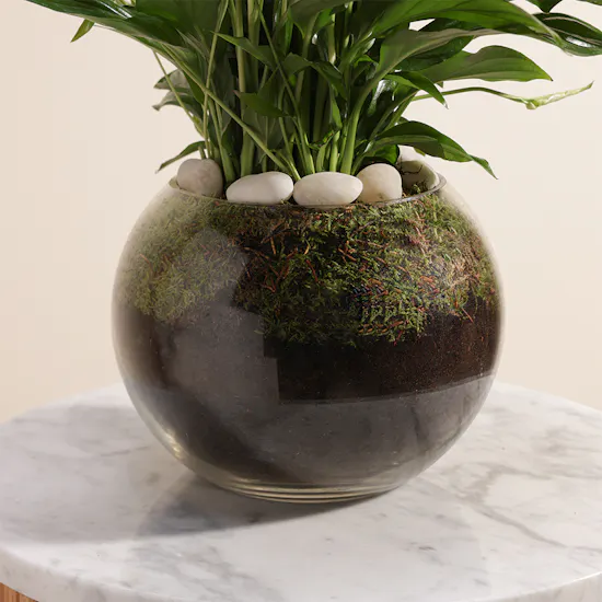 Purple Peace Lilies Plant