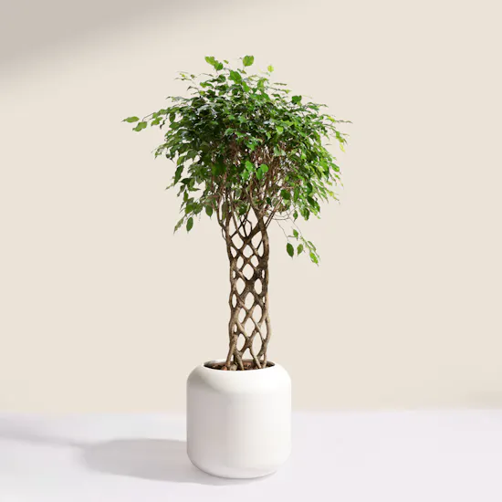 Stunning Ficus Benjamina Braided Plant