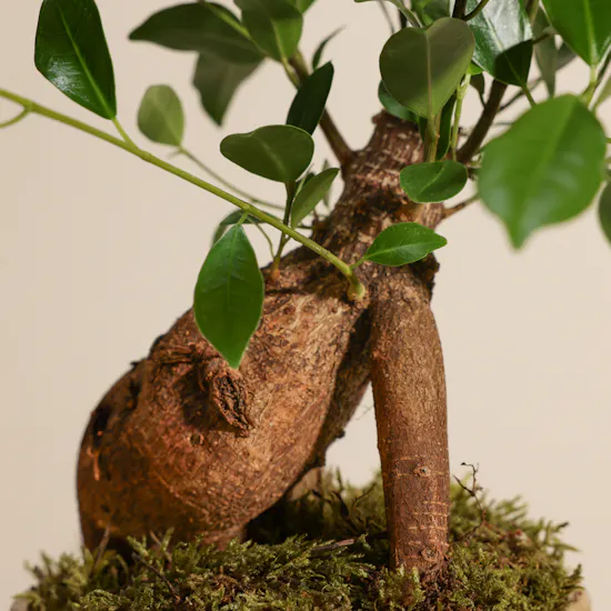 Magical Ficus Ginseng Plant