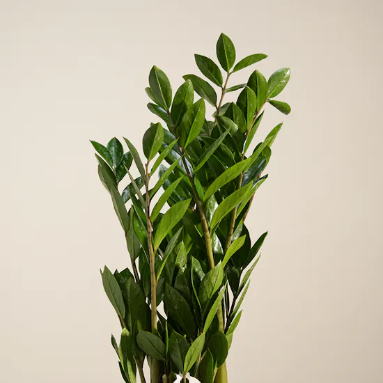 Classy Green Zamia Plant