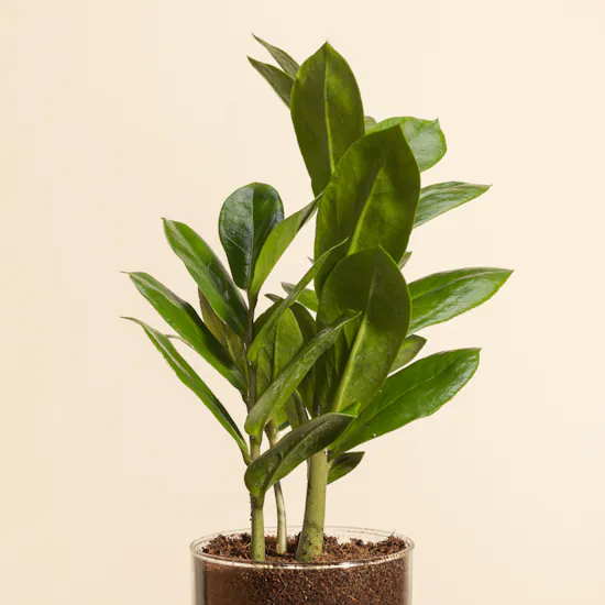 Charming Zamioculcas Plant Pot