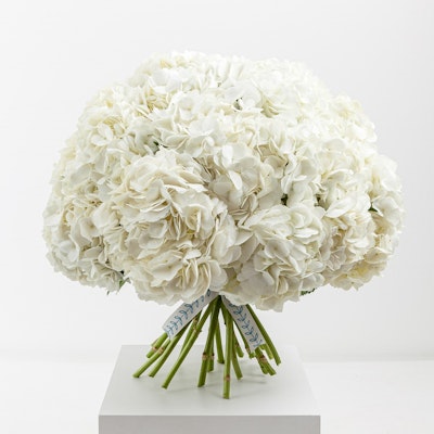 Glamorous Hydrangea Glamorous Hydrangea