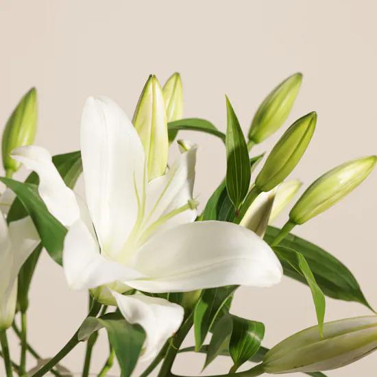 White Lilies | Glass Vase