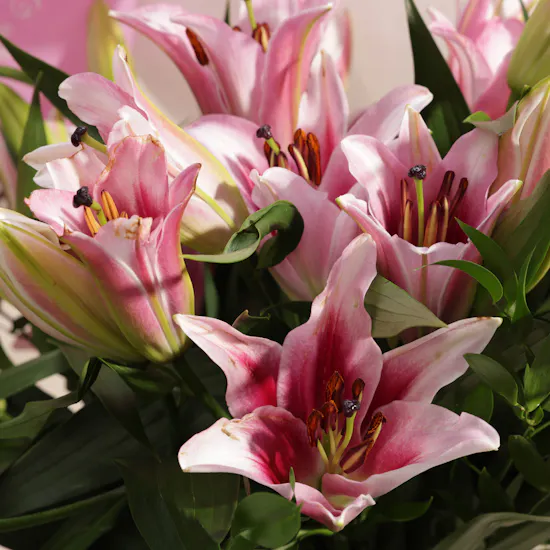 Pink Lily Vase