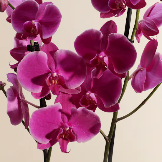 Astounding Purple Orchid Plant