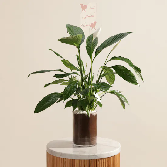Eid Joyous White Peace Lily Plant