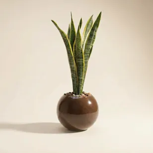 Unique Nigerian Sansevieria Earth Day Plant 