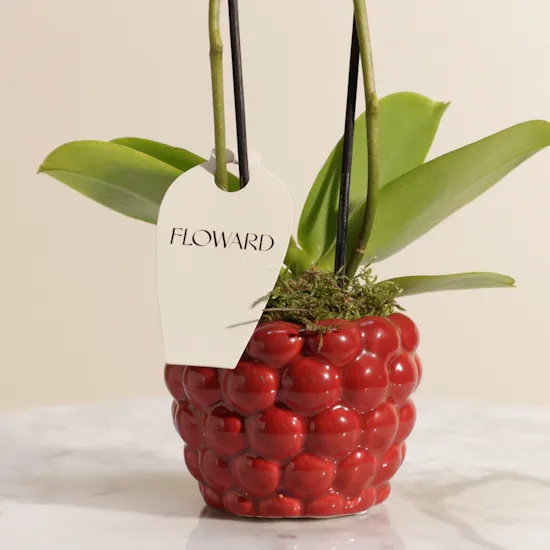 Small Orange Phalaenopsis Plant Berry Pot