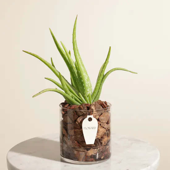 Fresh Aloe Vera Plant