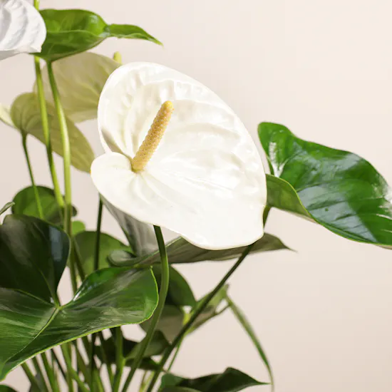 White Anthurium Montana
