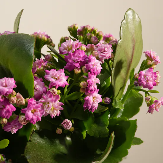 Beauty Pink Kalanchoe Plant