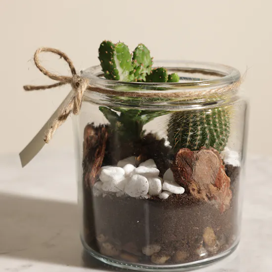 Unique Open Cactus Terrarium Plant